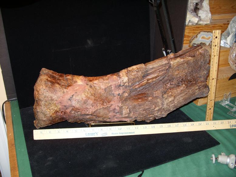 triceratops bone