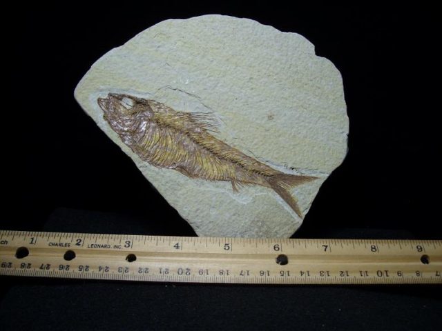 green river fossils