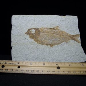 knightia fossil fish