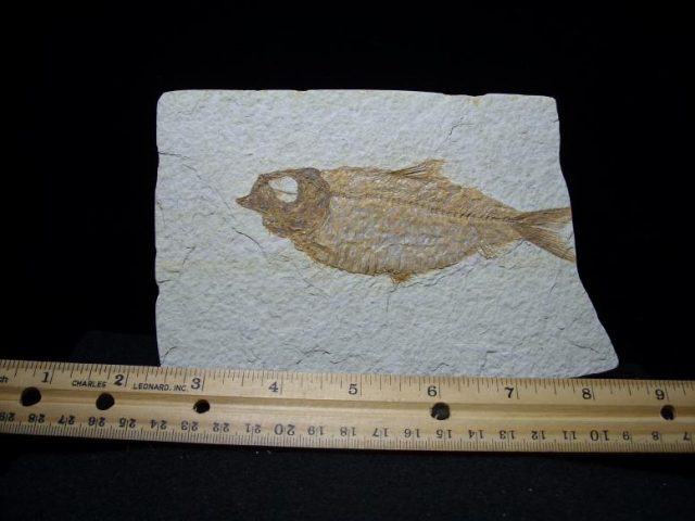 knightia fossil fish