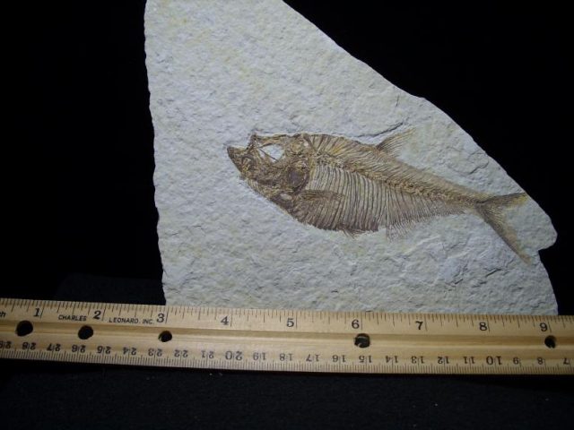 Fossil Fish