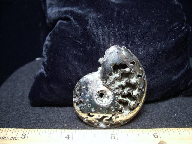 ammonite fossils