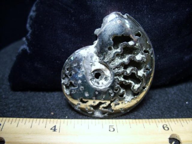 Pyritized Ammonite  (060219j) - Image 4