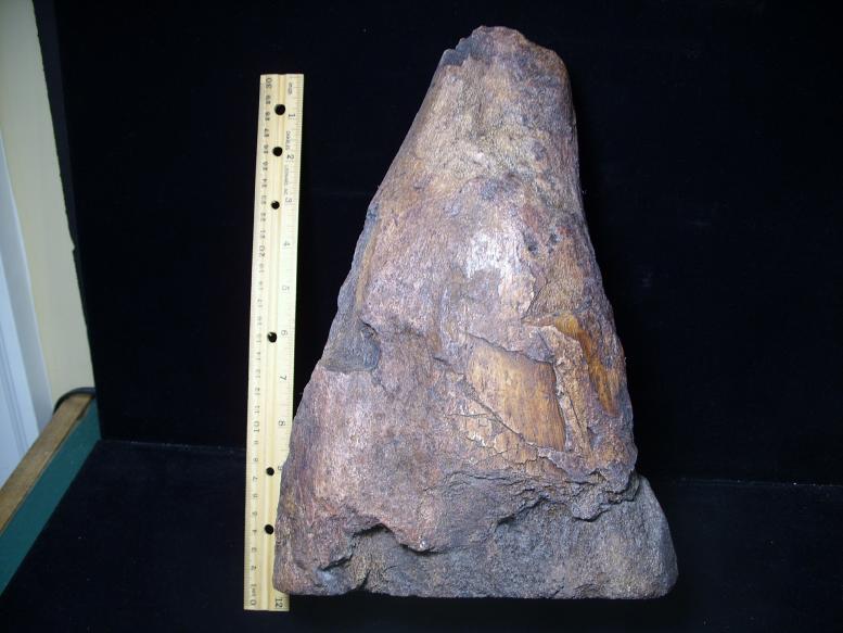 triceratops bones for sale