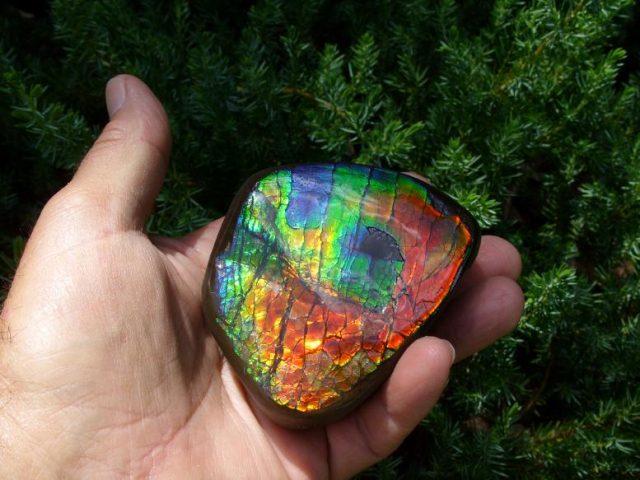 Ammonite Fossils
