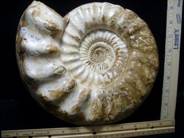 Very Large Fossil Ammonite (072419k) - Image 3