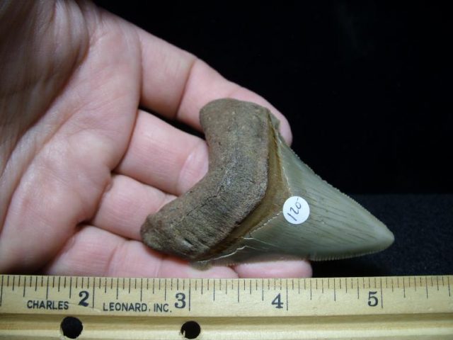 shark teeth