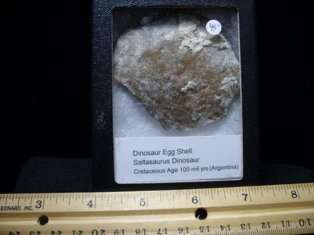dinosaur eggs