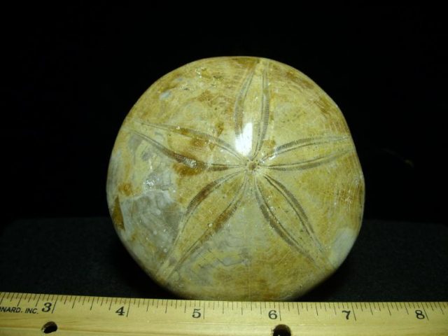 Fossil Echinoid