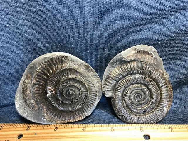 fossils for sale