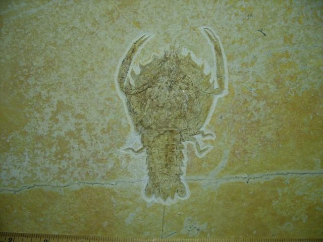 **CHRISTMAS SALE**Fossilized Lobster in Matrix  (080219e) - Image 2