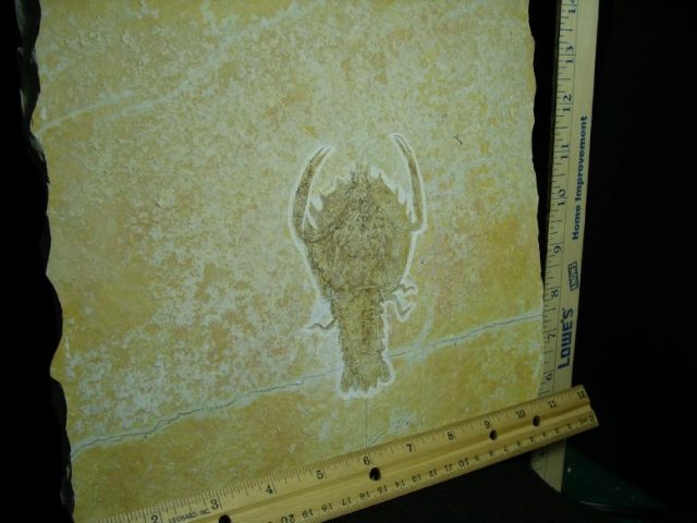 **CHRISTMAS SALE**Fossilized Lobster in Matrix  (080219e) - Image 3