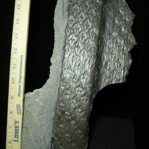 Fossilized Lepidodendron
