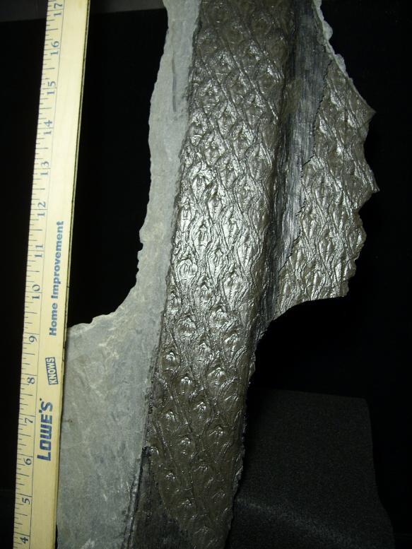 Fossilized Lepidodendron