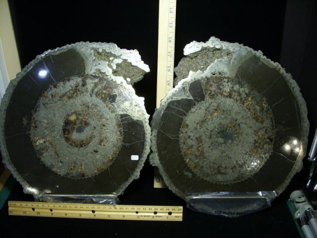 ammonite