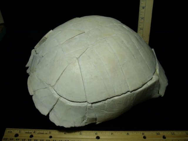 Stylemus Tortoise