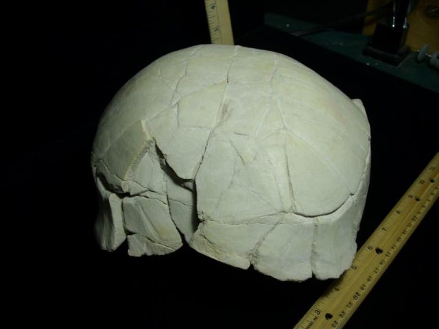 Turtle Fossils