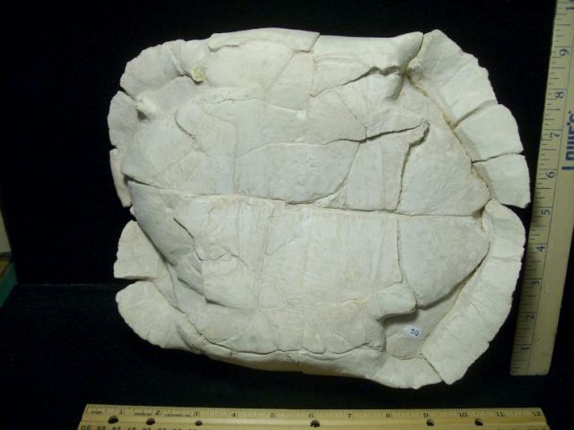 Dinosaur Fossils
