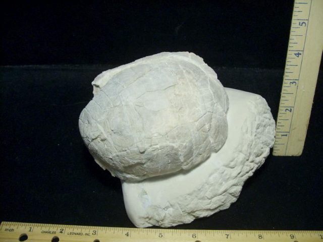 turtle fossils