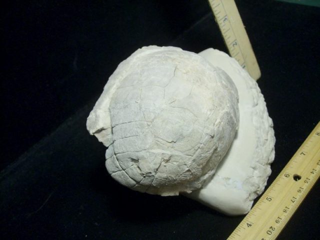 fossil turtles