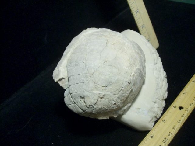 fossil turtles