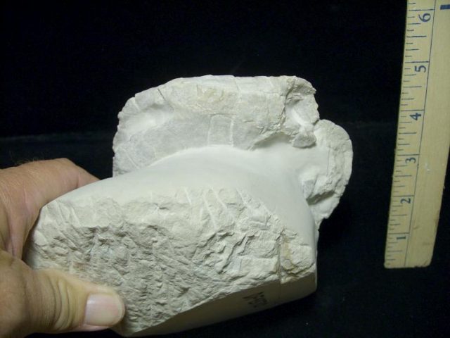 turtle fossils