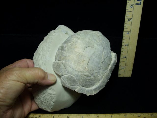 Complete Baby Fossil Tortoise (091719v) - Image 5