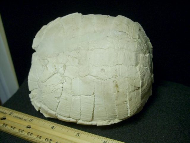 turtle fossils