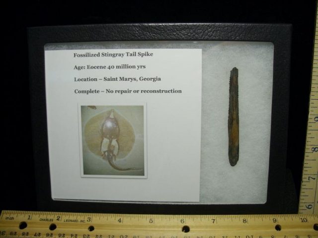 georgia fossils