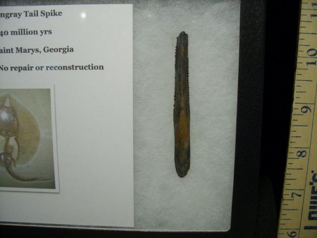 Fossilized Stingray Barb (Tail Spike) (092419p) - Image 3