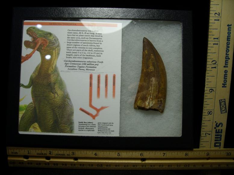 buy dinosaur teeth