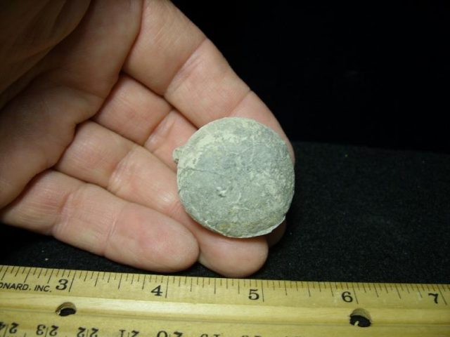 turtle eggs