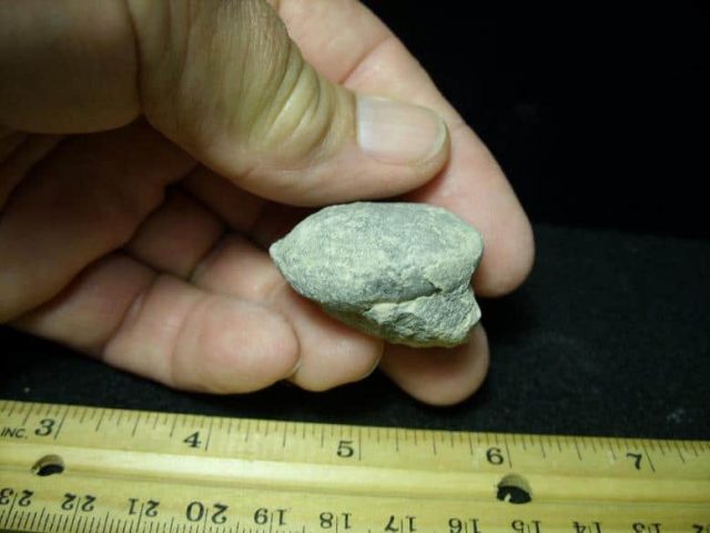 Complete Fossil Tortoise Egg (093119k) - Image 3