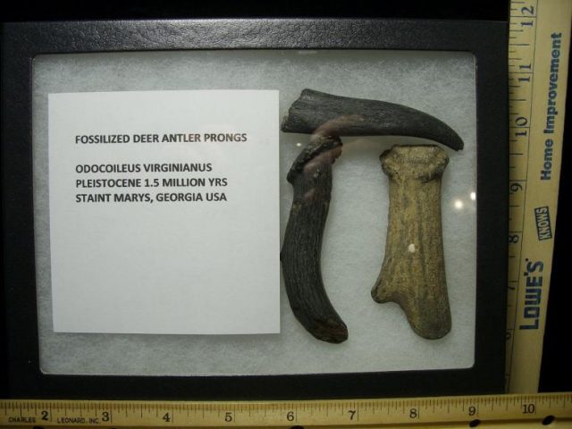 Fossilized Deer Antlers (100119b)