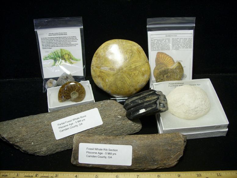 real fossil kit