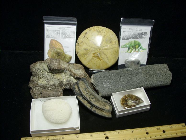 real fossil kit