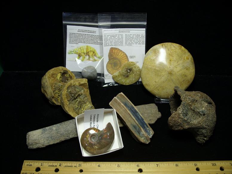 real fossil kit