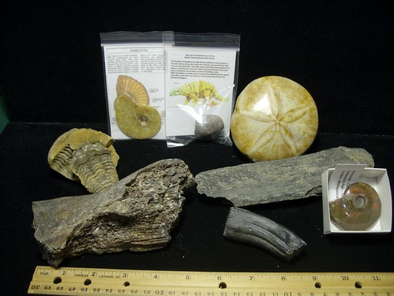 real fossil kit