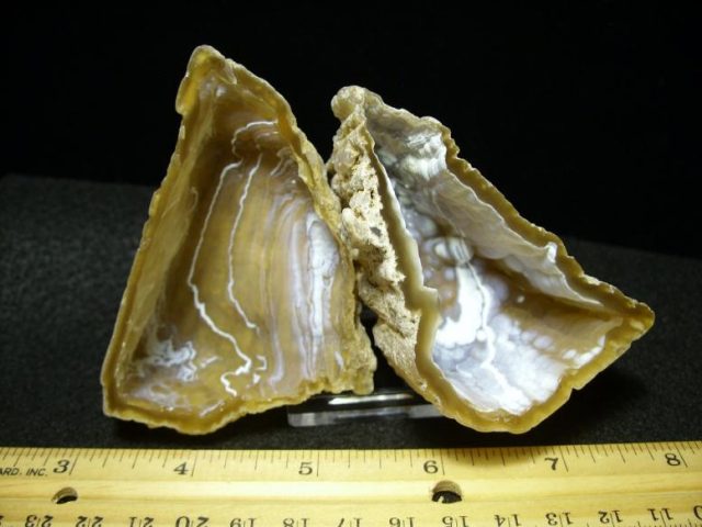 Agatized Coral Head (101919j)