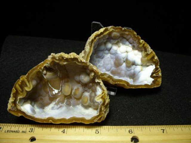 Agatized Coral Head (101919m)