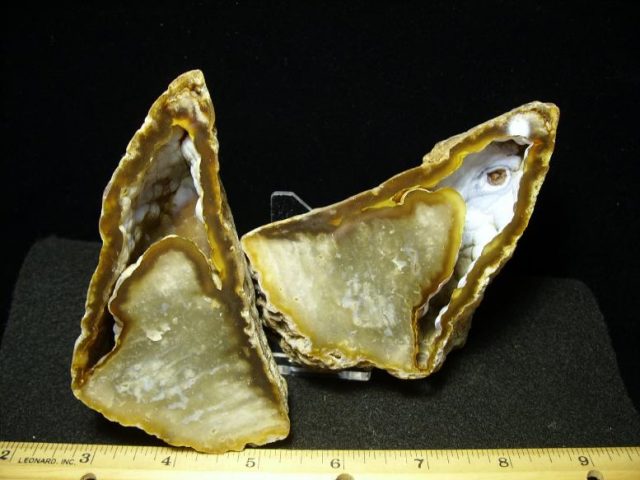 Agatized Coral Head (101919r)