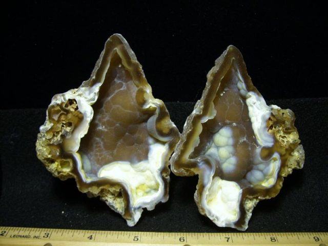 Agatized Coral Head (102119e)