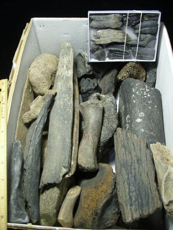 fossil bones for sale