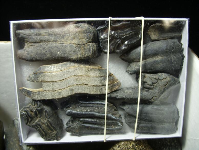 fossil bones for sale