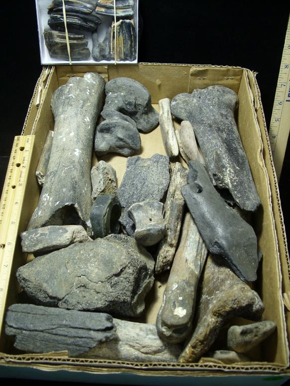 fossil bones for sale