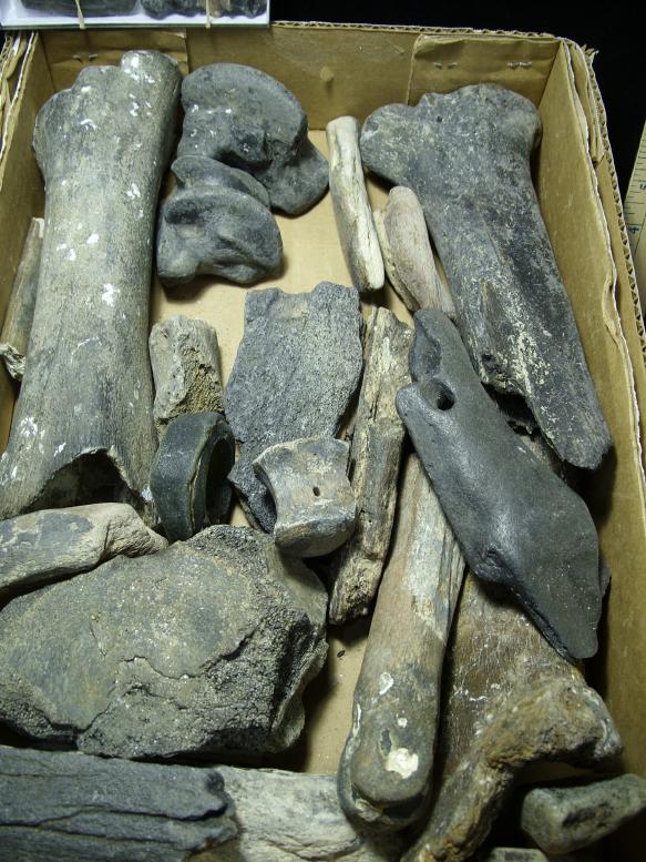 Fossil Bones (102619d) - The Stones &amp; Bones Collection
