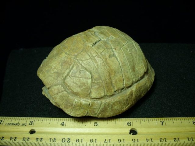 <span style="color: #ff0000;"> *END OF YEAR SPECIAL OFFER*   **SUPER PRICE REDUCTION**Complete Baby Fossil Tortoise (110919a) - Image 3
