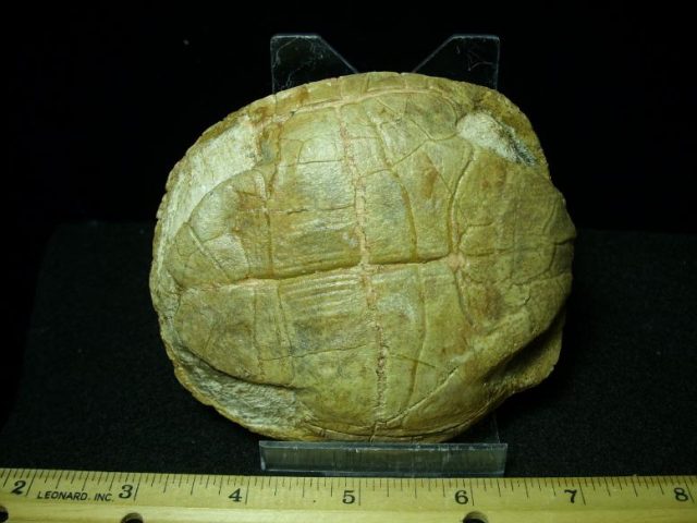 <span style="color: #ff0000;"> *END OF YEAR SPECIAL OFFER*   **SUPER PRICE REDUCTION**Complete Baby Fossil Tortoise (110919a) - Image 4