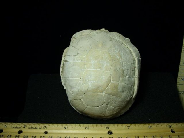 fossil reptiles
