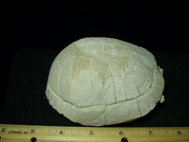 Complete Baby Fossil Tortoise (110919b) - Image 3